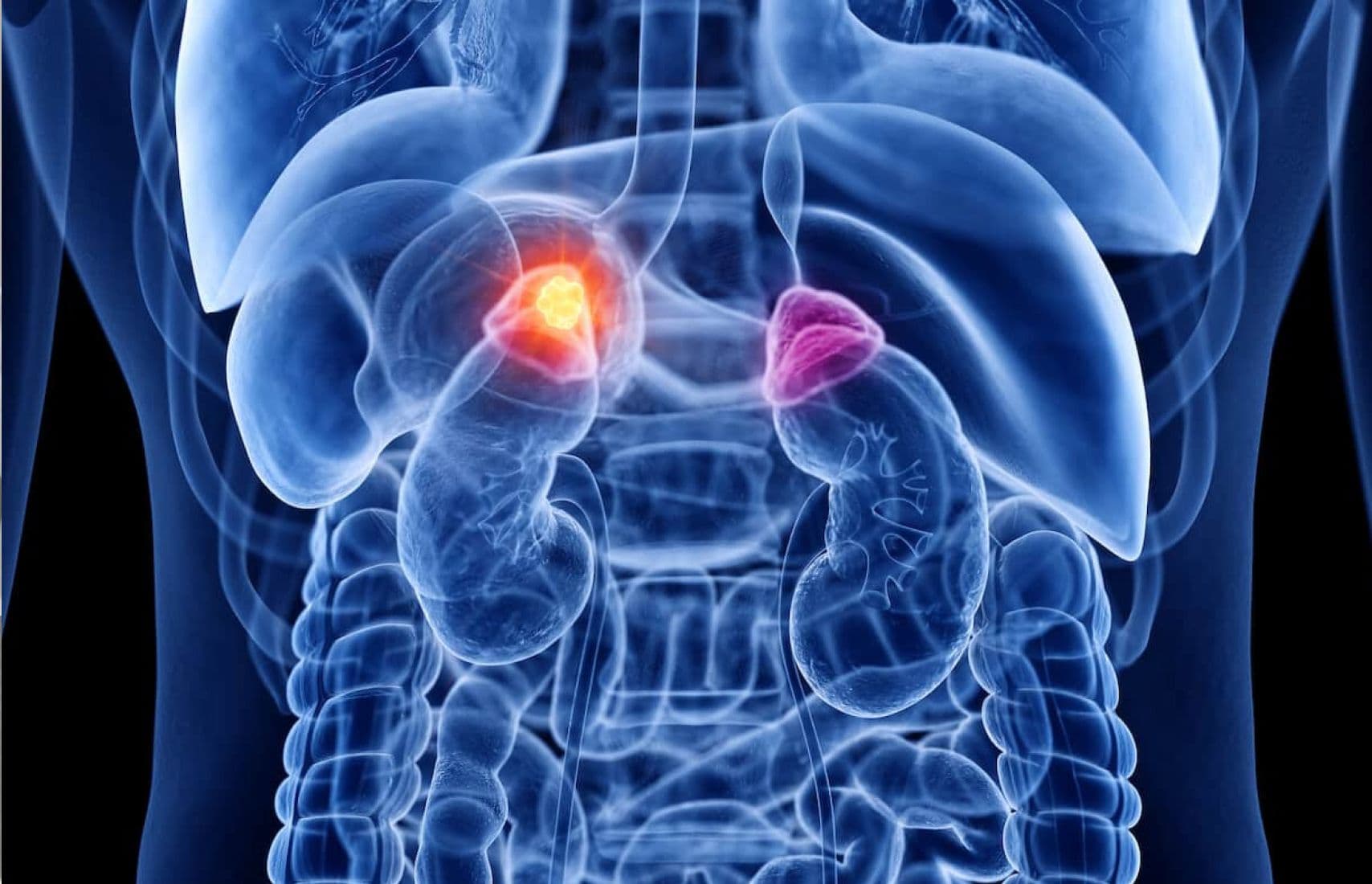 The adrenal gland.