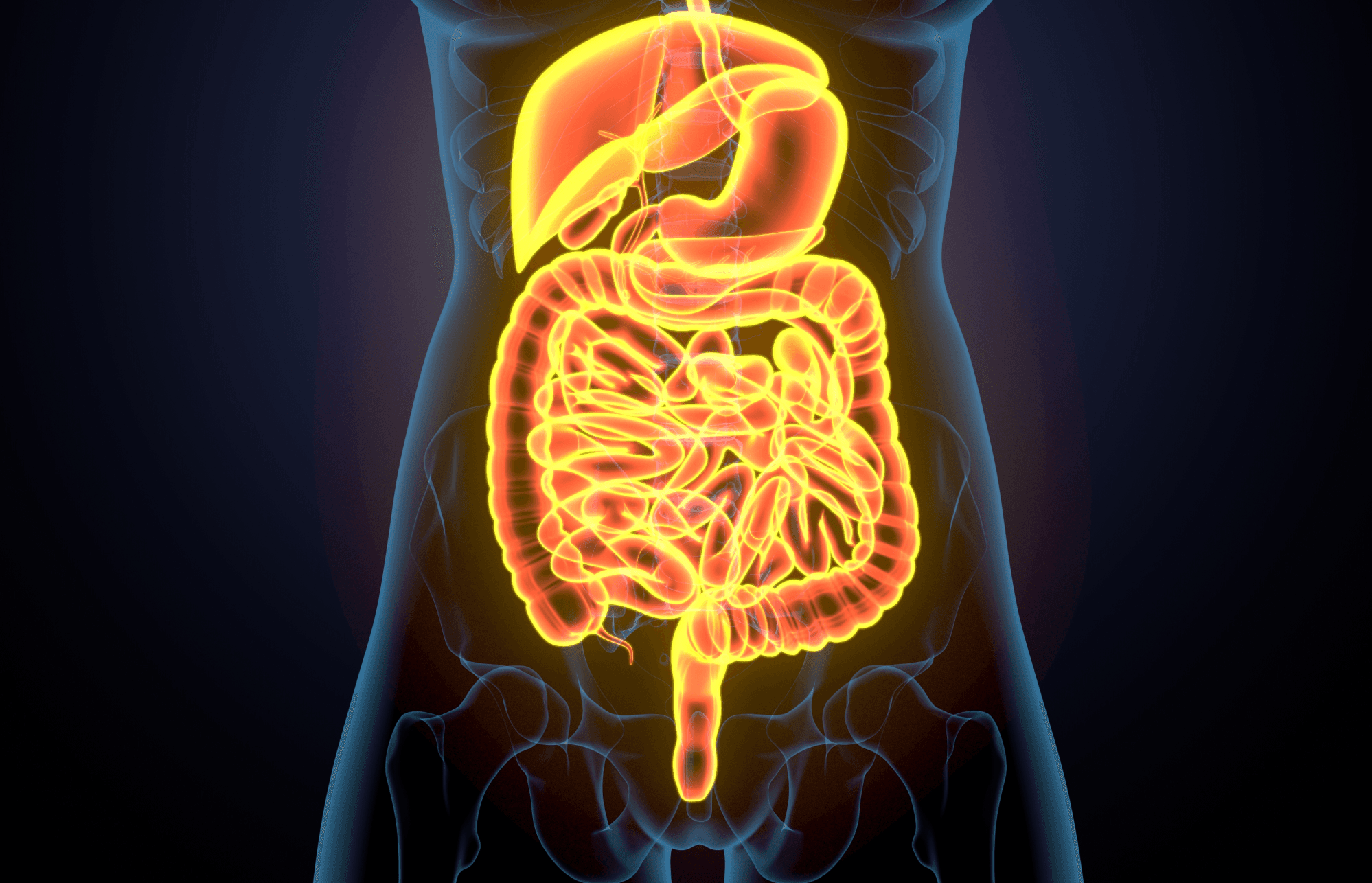 The gut.