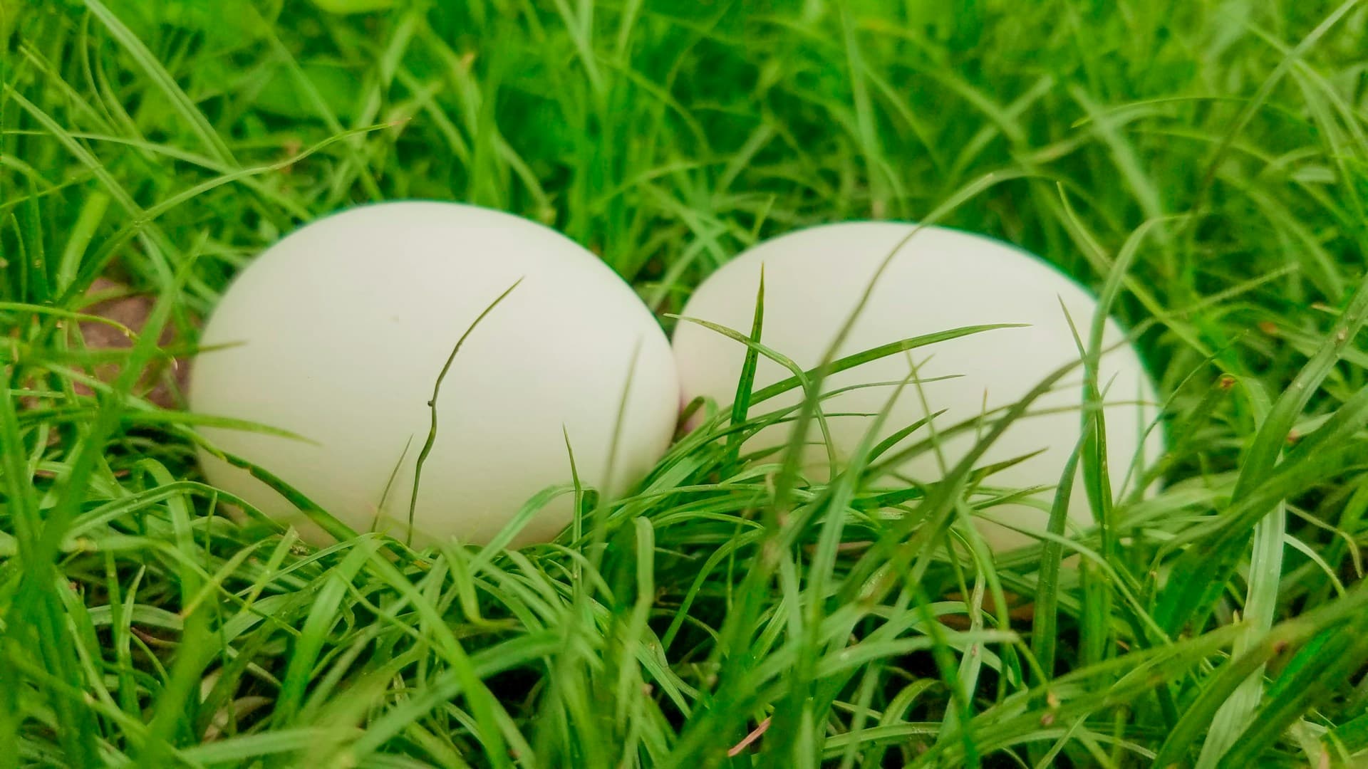 fresh eggs
