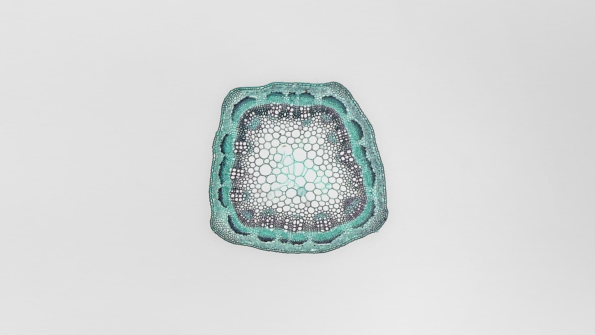 assiette de berbérine