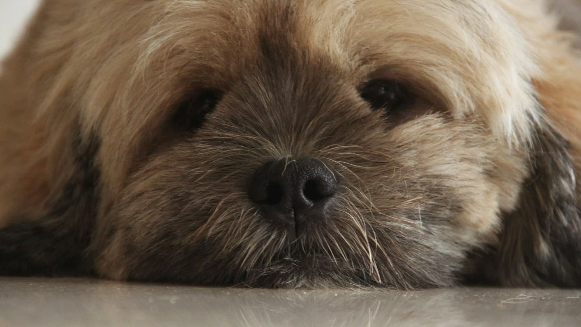 préparation du visage